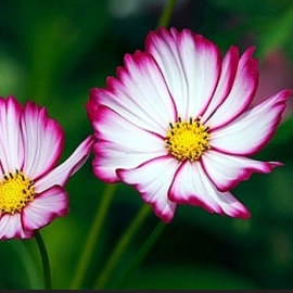 Cosmos Sensation Candy Stripe