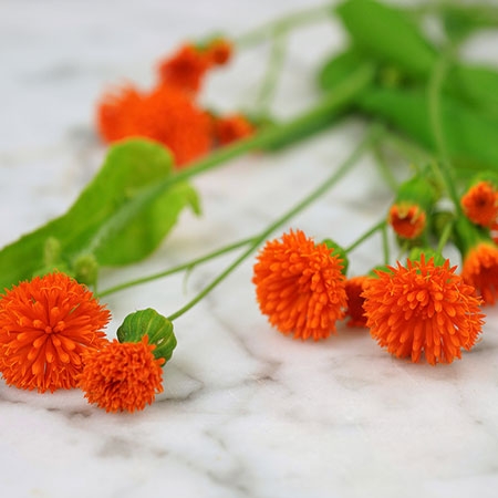 Irish Poet Tassel Flower