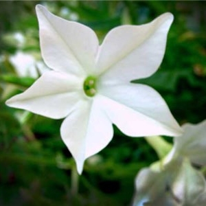 Nicotiana, Fragrant Delight