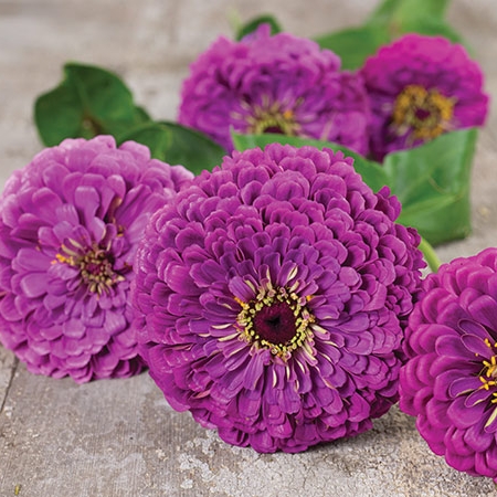 Zinnia, Purple Prince