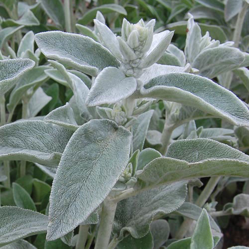 Lamb's Ear