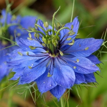 Nigella, Love In A Mist