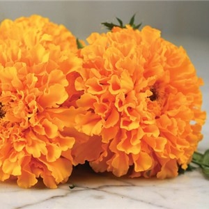 Marigold, Golden Age