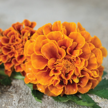 Marigold, Queen Sophia