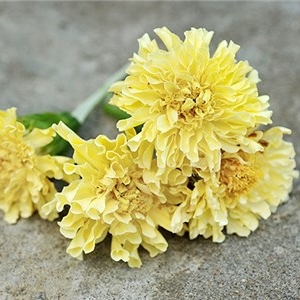 Marigold, Eskimo