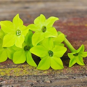 Nicotiana, Lime Green