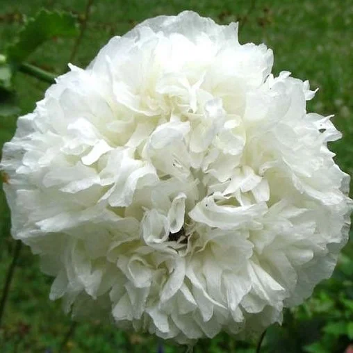 Poppy, White Cloud