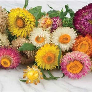Strawflower, Tall Double Mix