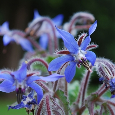 Borage