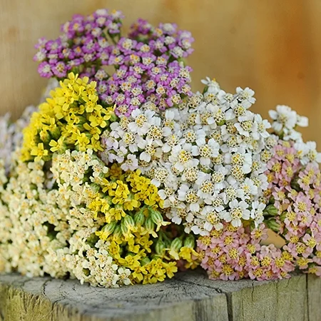 Yarrow, Colorado Mix