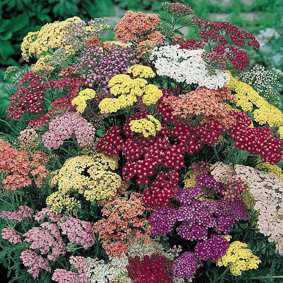 Yarrow, Summer Pastels