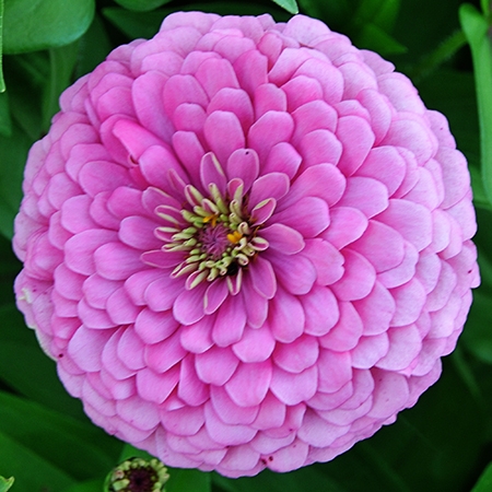 Zinnia, Miss Willmott