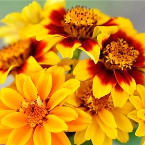 Zinnia, Persian Carpet