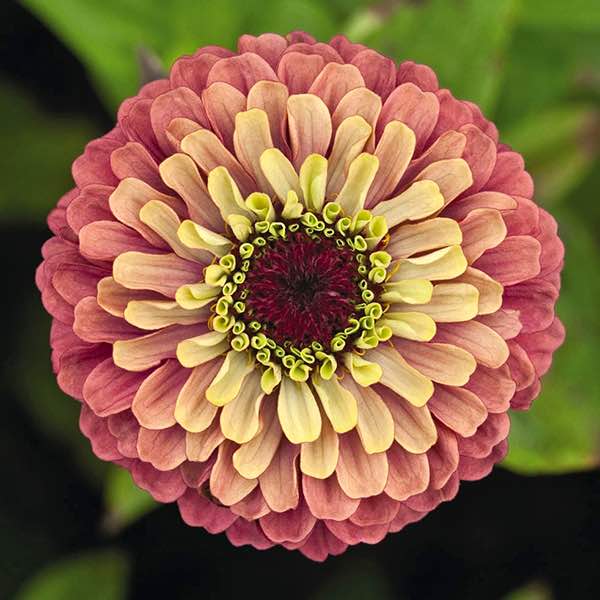 Zinnia, Queen Red Lime