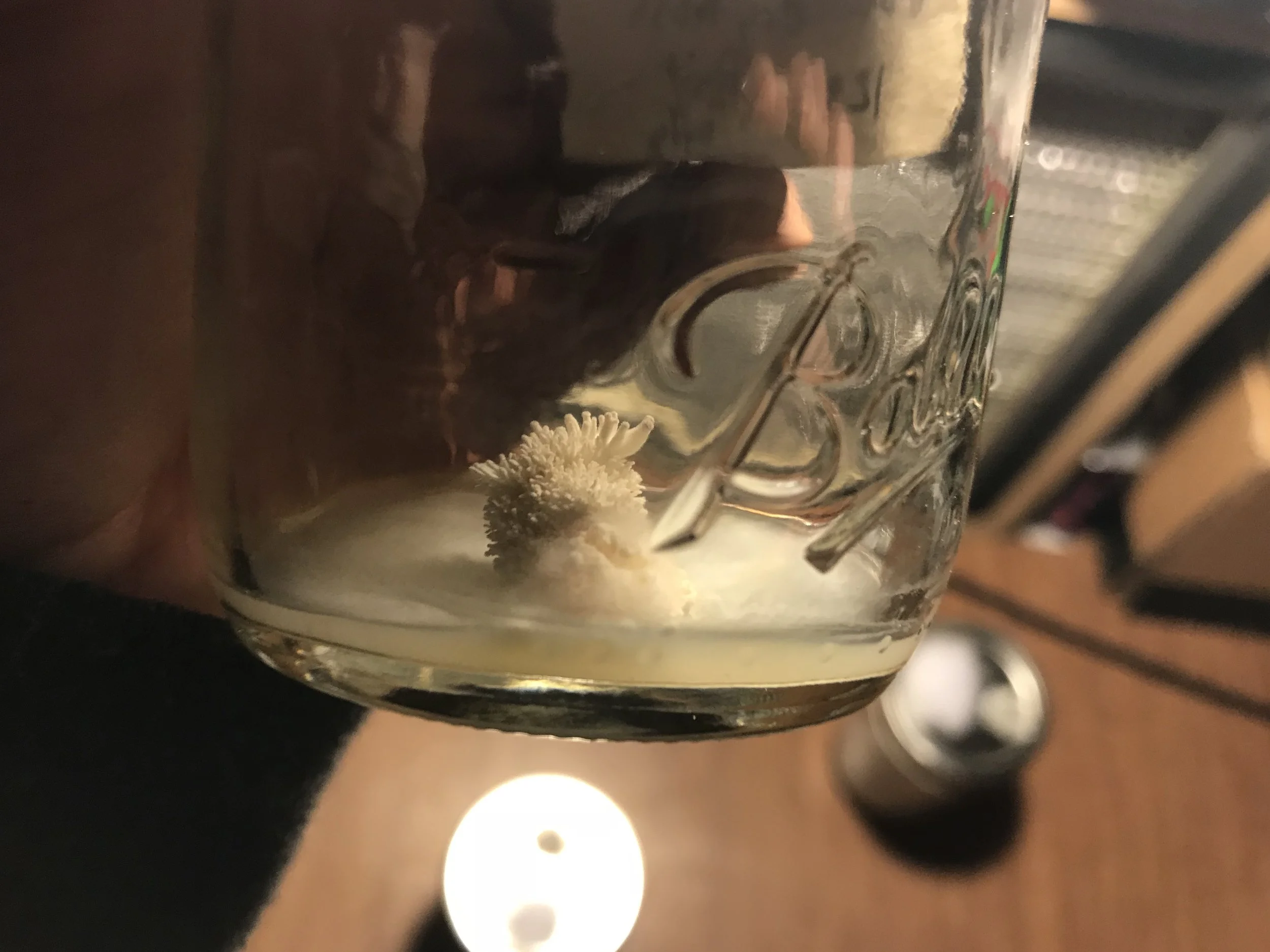 Here's a chunk of oyster I'm attempting to clone onto agar. But this little guy would rather grow micro mushrooms off of its flesh rather than spread across my agar.