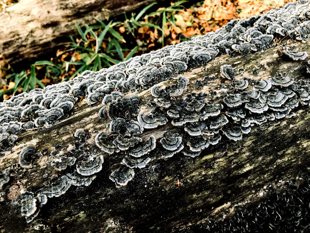 This nearly black turkey tail was found in an old growth forest outside of Kamikatsu, Japan.