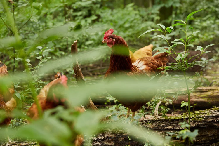 Chickens in the Woods JLC25web.jpg