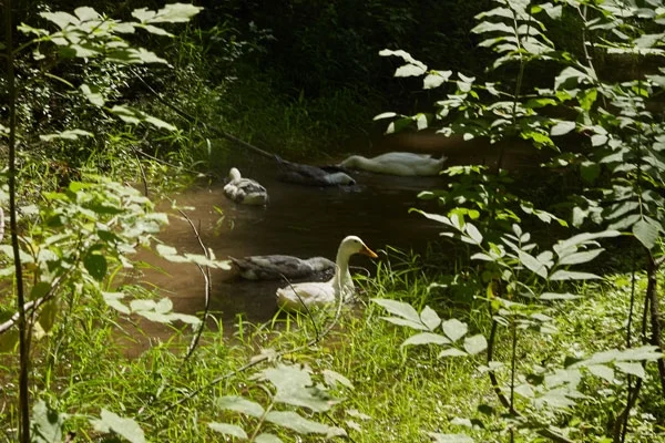 Ducks in Pond JLC30web.jpg