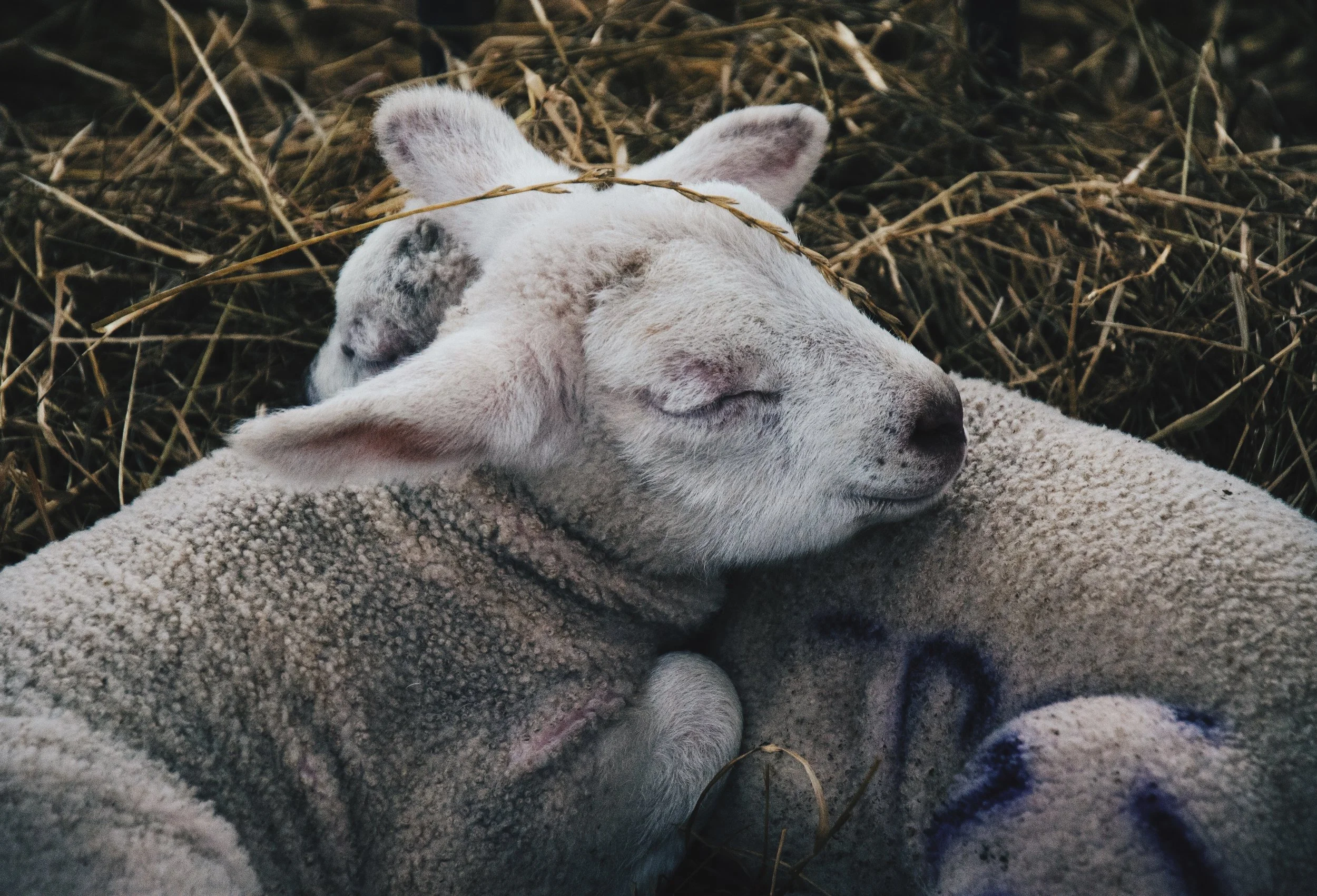 Ga lekker vroeg dutten om genoeg slaap te pakken in de drukke toetsweek