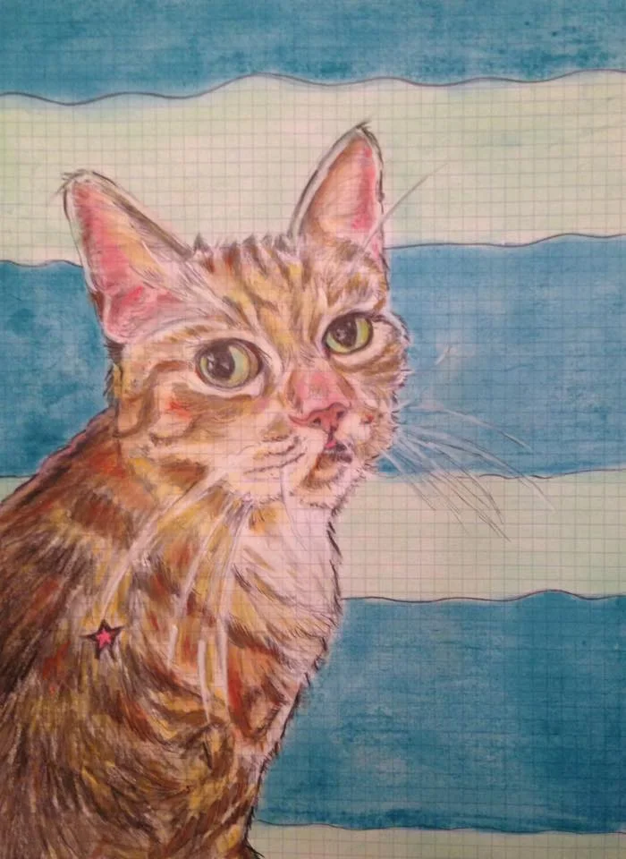 international cat of mystery