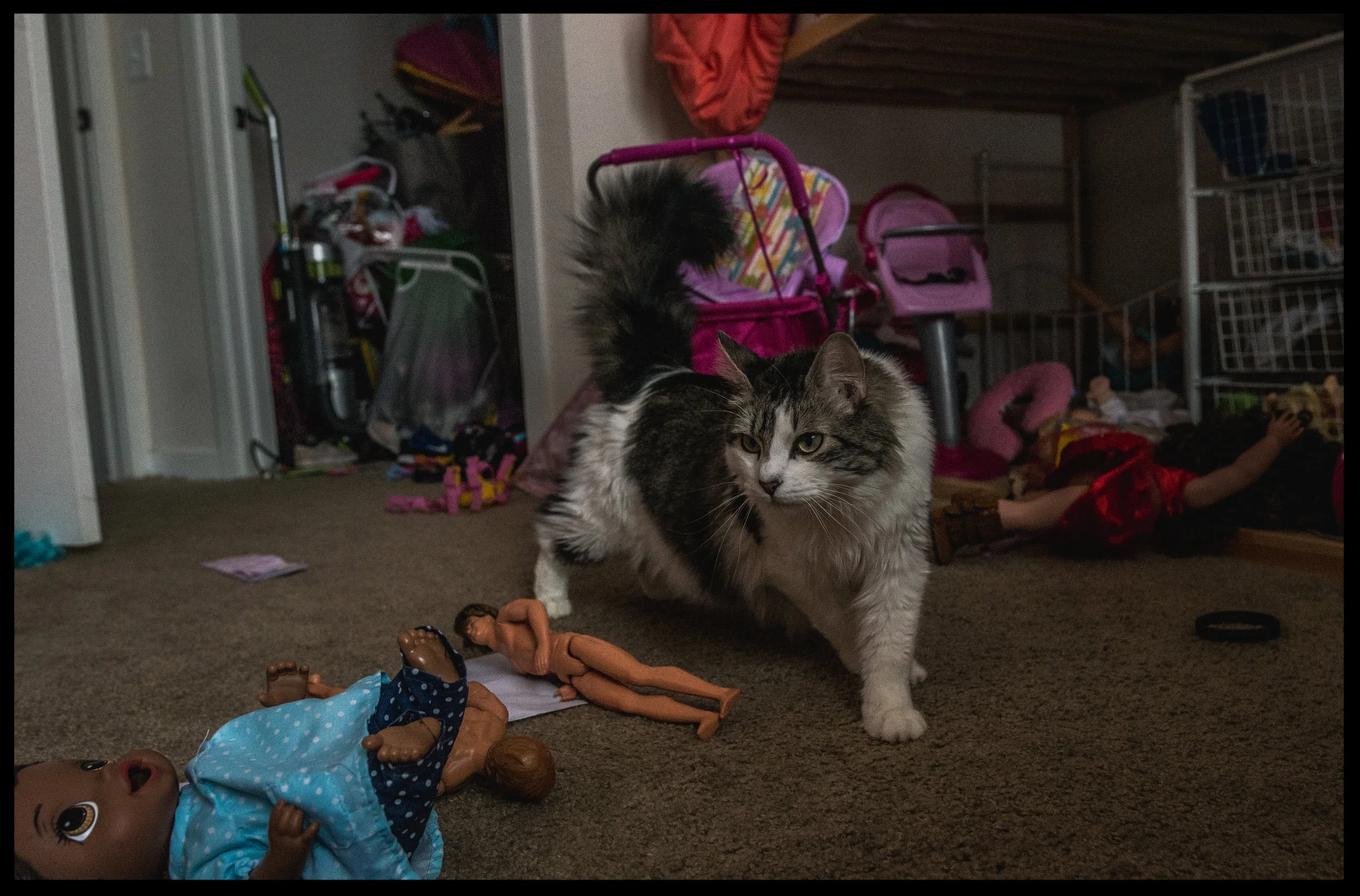 Grey and white fluffy cat standing in a silly fashion, color, Lakewood, Colorado