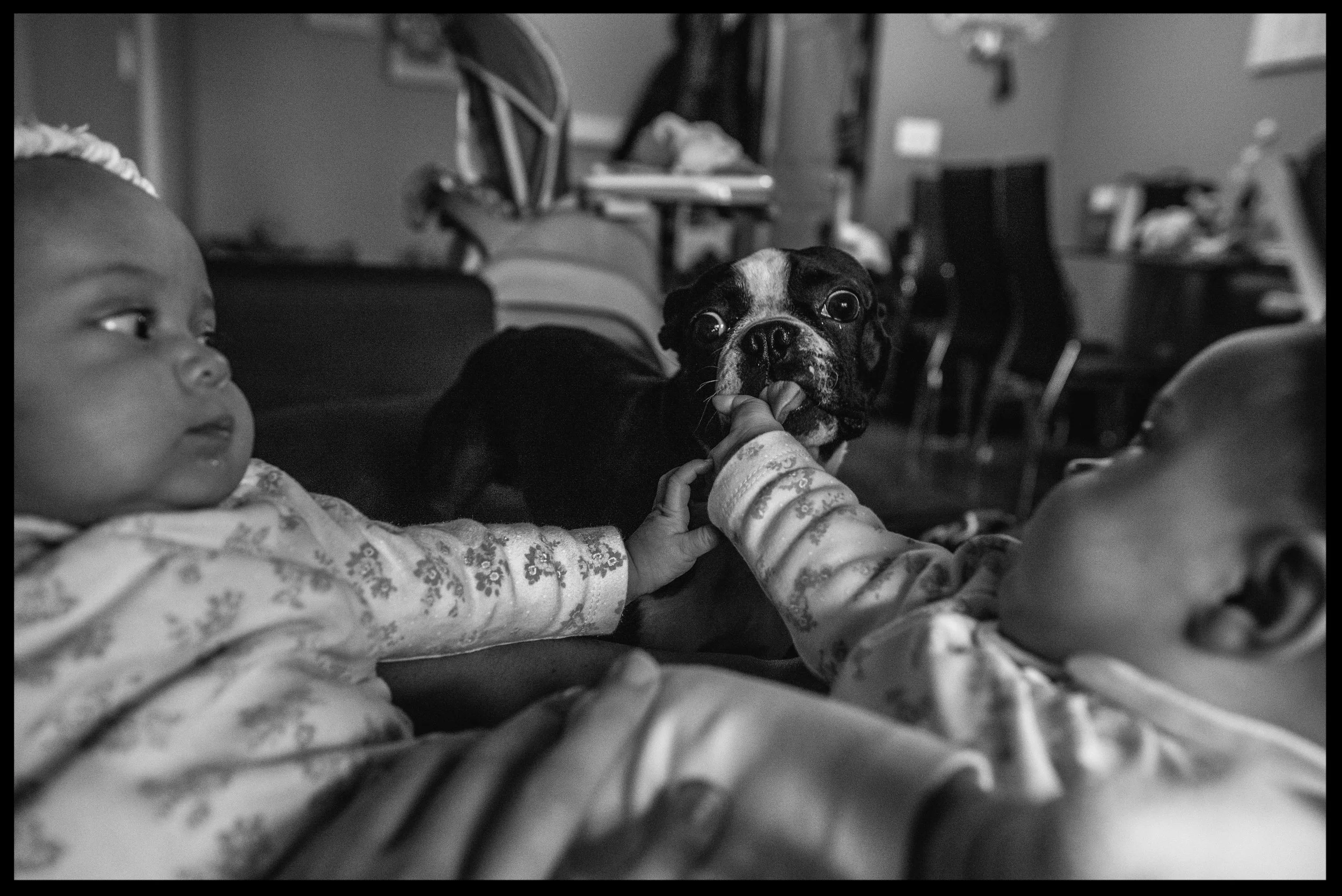 Twin girls letting small dog lick their hands, black and white, Aurora, Colorado