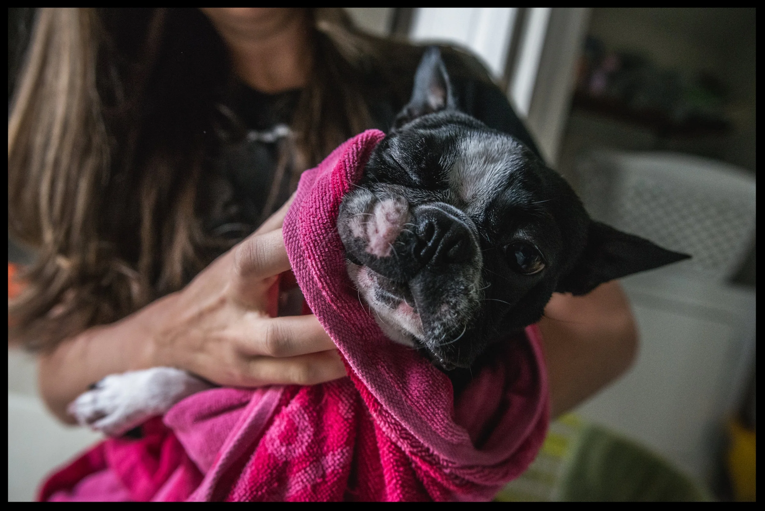 Dog getting dried off with a bright pink towel, color, Aurora, Colorado