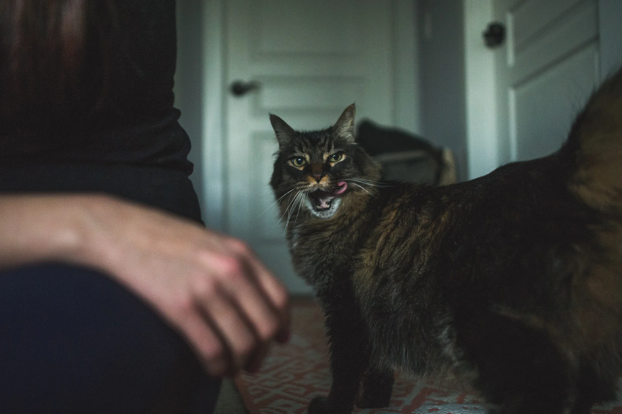 Large maine coon cat looking right to camera as he licks his lips, color, Stapleton, Colorado