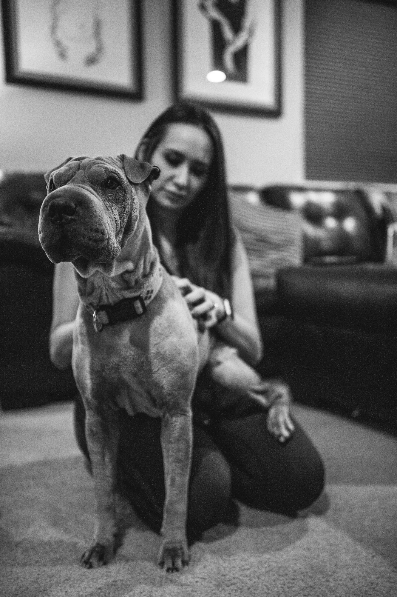Large dog stares off as he sits in a woman's lap on the floor, black and white, Stapleton, Colorado