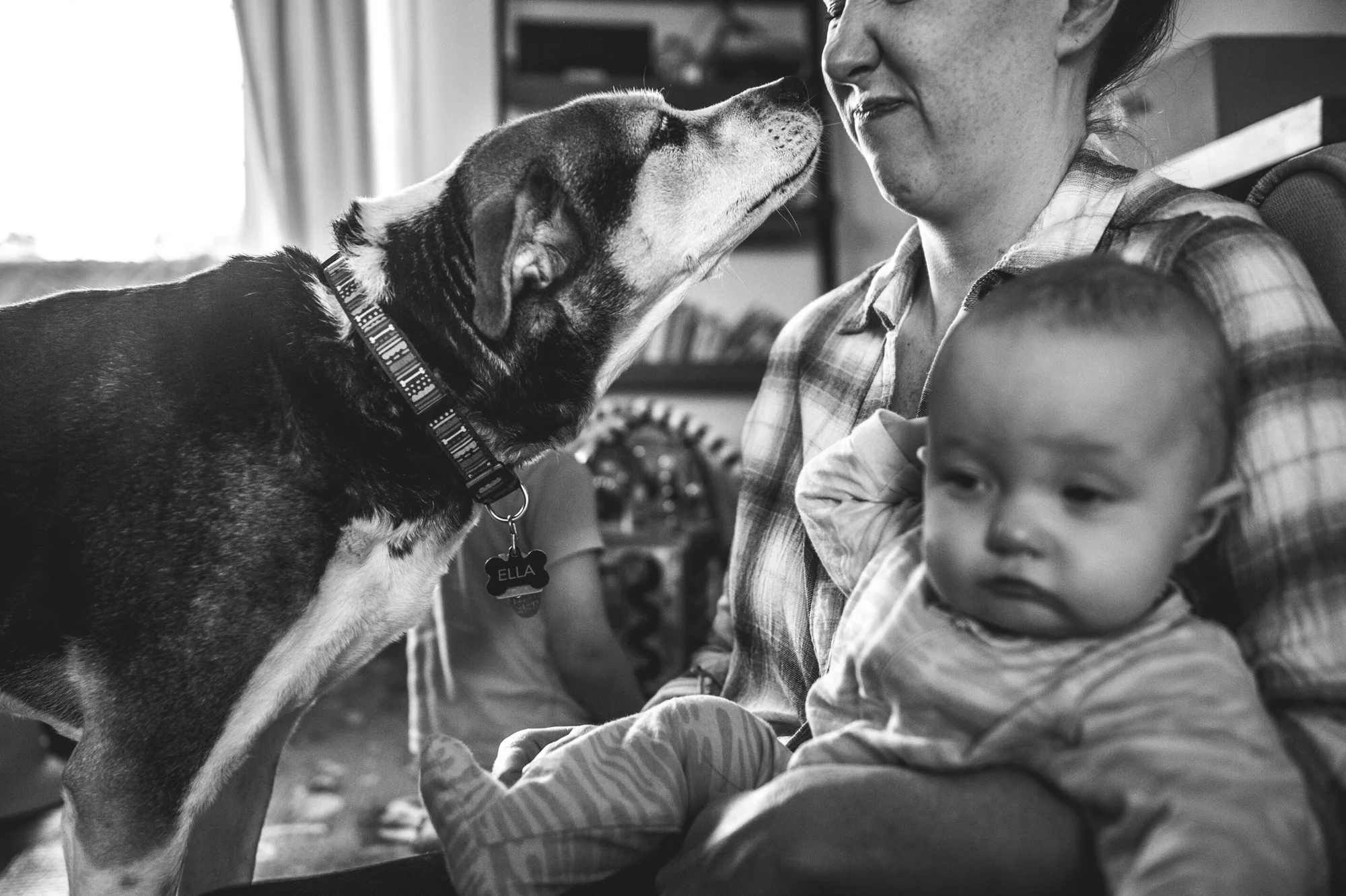 A woman sits on the floor holding her infant daughter while her dog tries to sniff the woman's face and the woman moves away and makes a disgusted face, black and white, Denver, Colorado