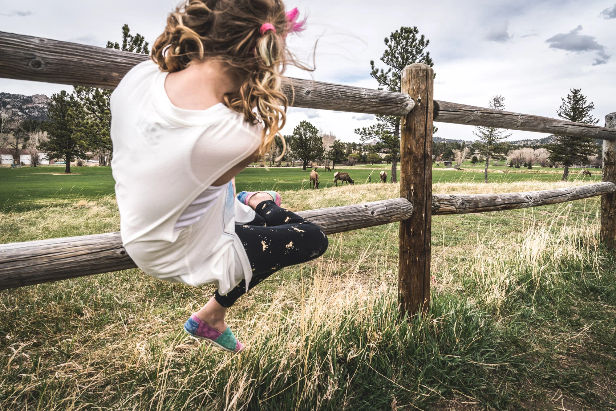Little girl with blonde curly pigtails sits on a wooden fence and looks at elk who have taken over a golf course in Estes Park, Colorado.