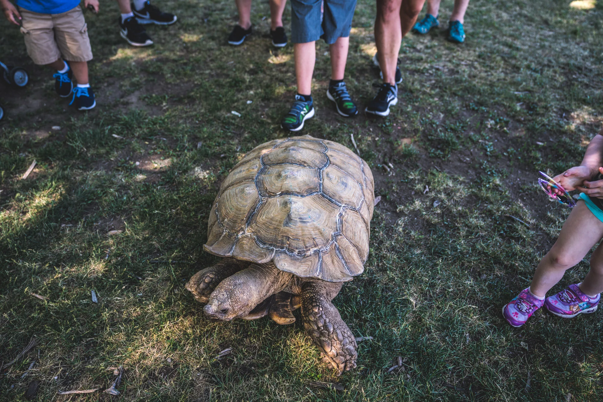 Giant tortoise crawling around in the grass followed by lots of little children. Taken at Sloan's Lake in Denver.