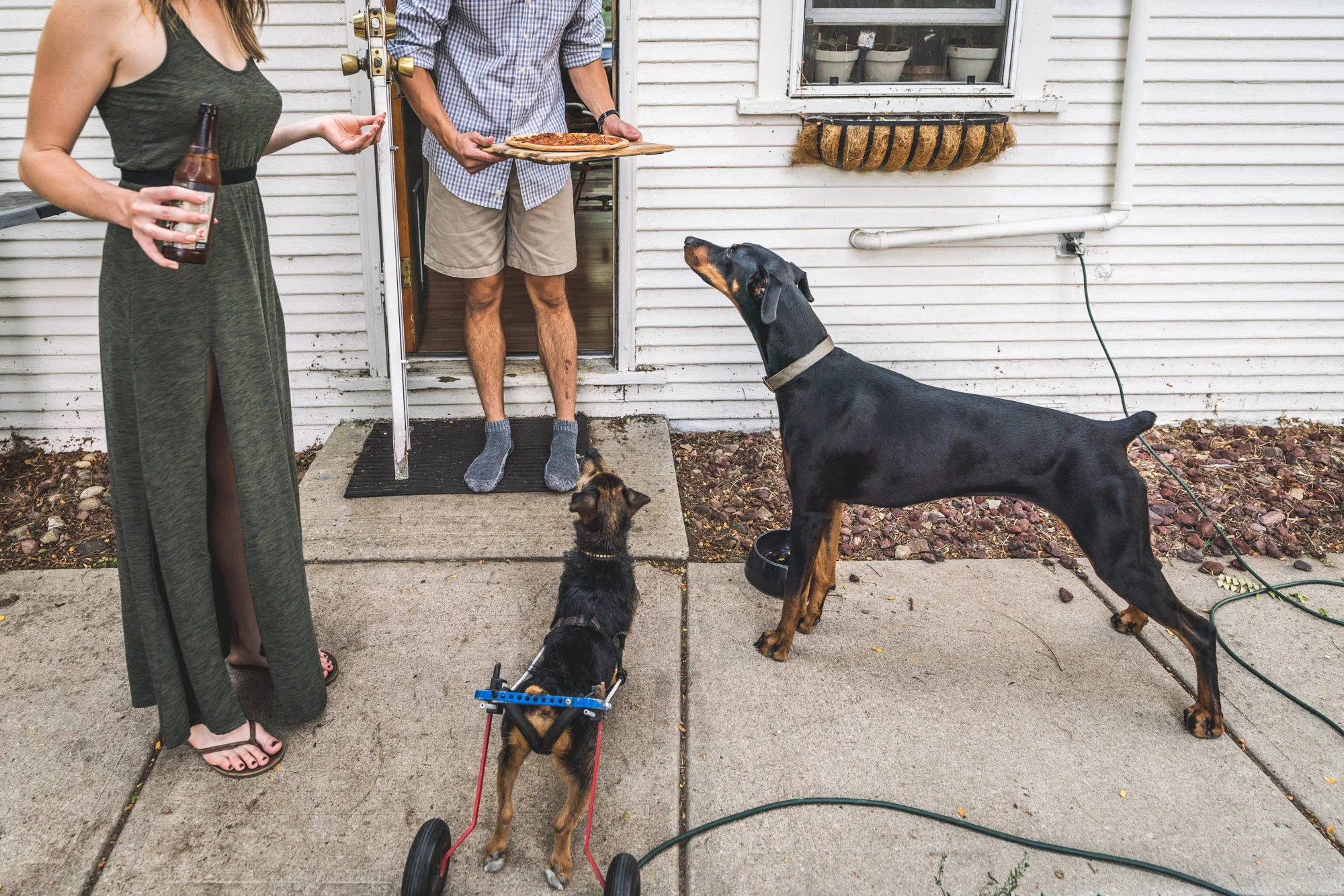 Two dogs look up at the pizza their owner is carrying