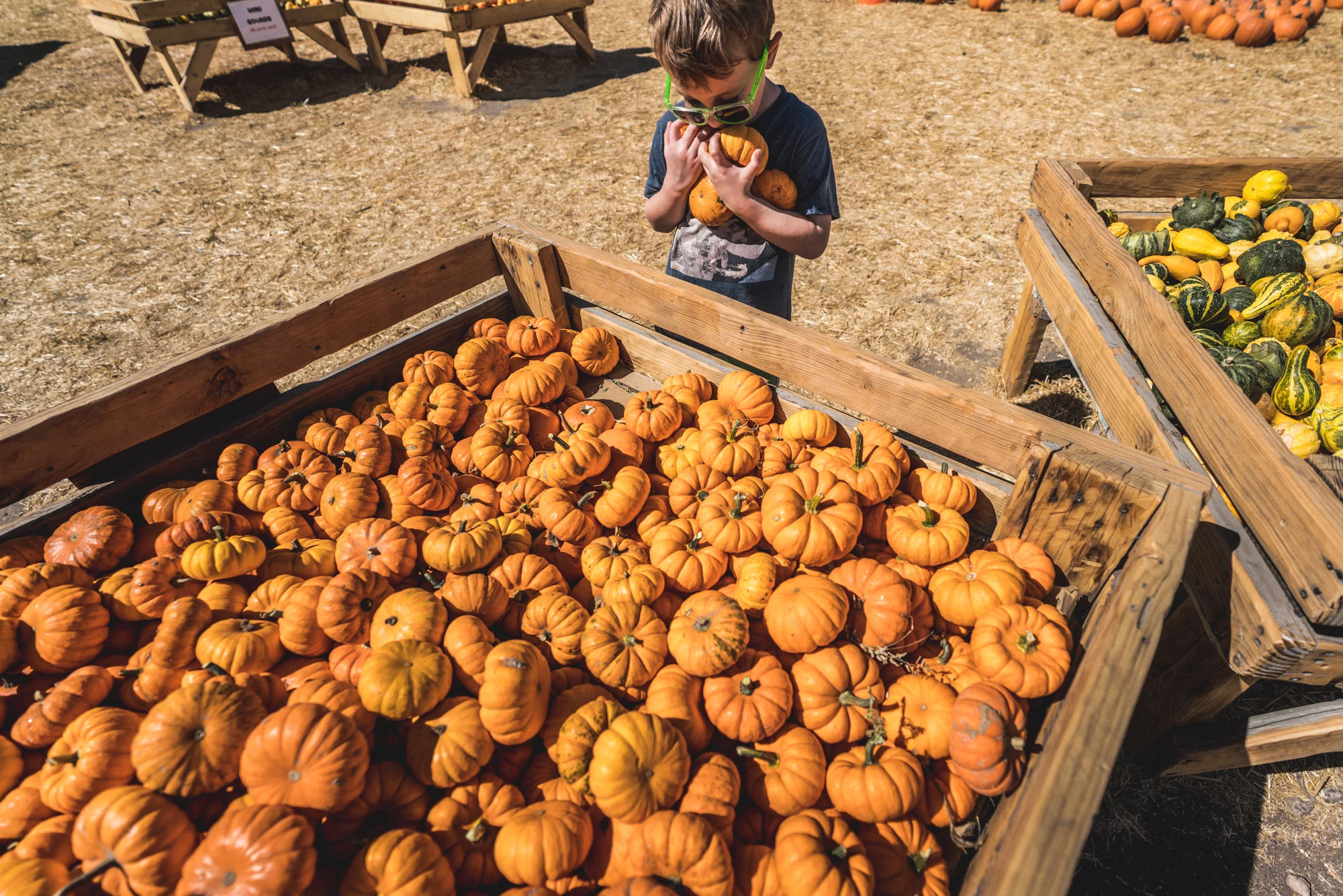 Little boy at a pumpkin patch holds several pumpkins in his arms in front of a giant container of mini pumpkins at the Flat Acres Farm in Parker, Colorado