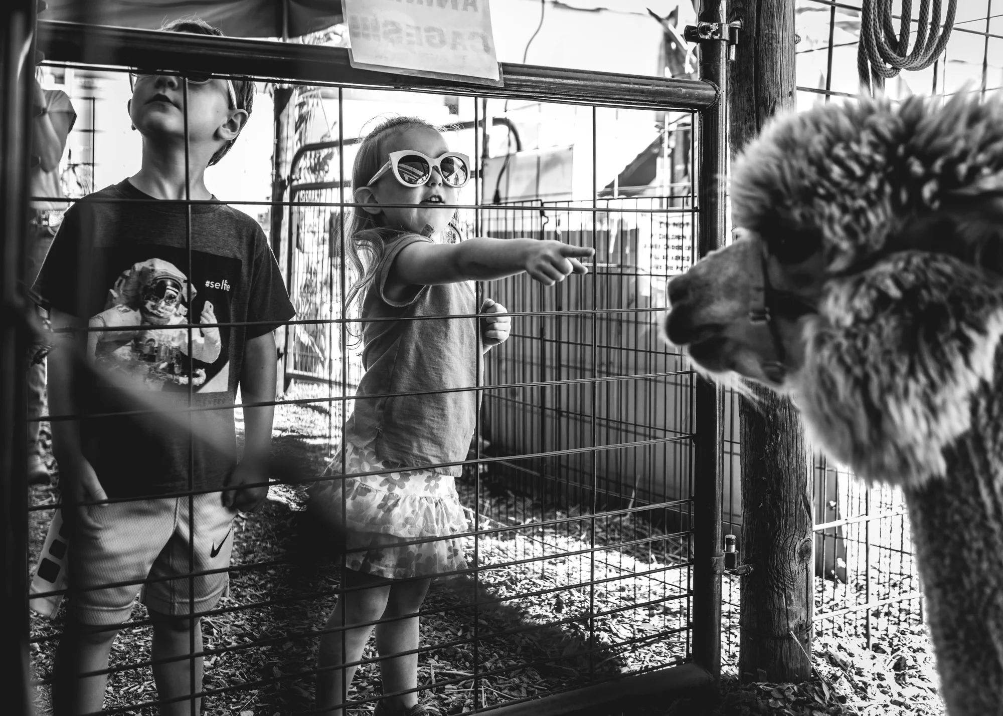 Little girl at a petting zoo at the Flat Acres Farm pumpkin patch points at an alpaca