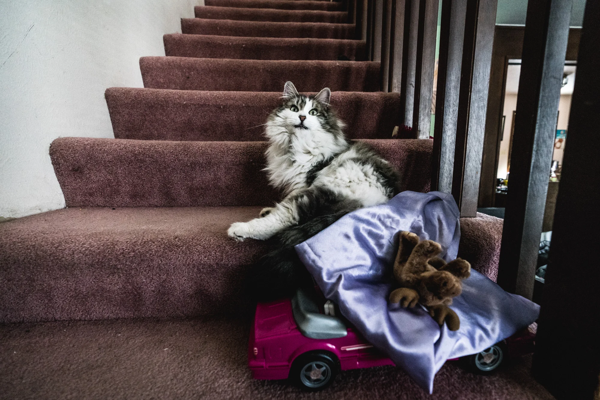 A big fluffy cat on the steps of a home looks at the camera