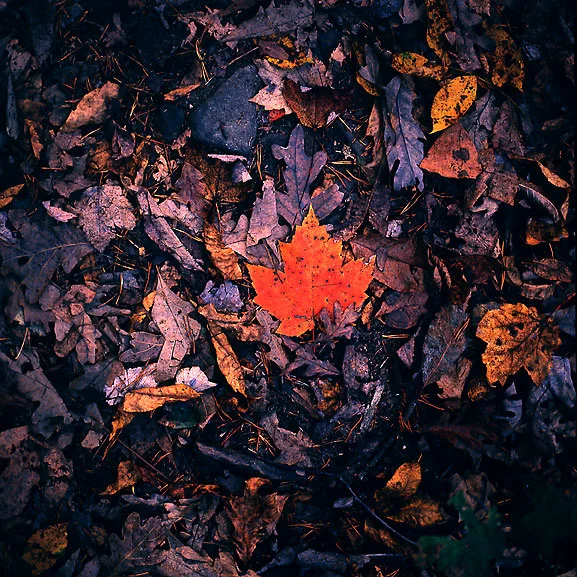 Red Leaf