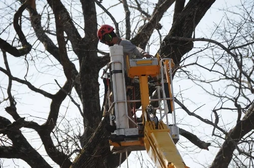 tree crowning.jpg