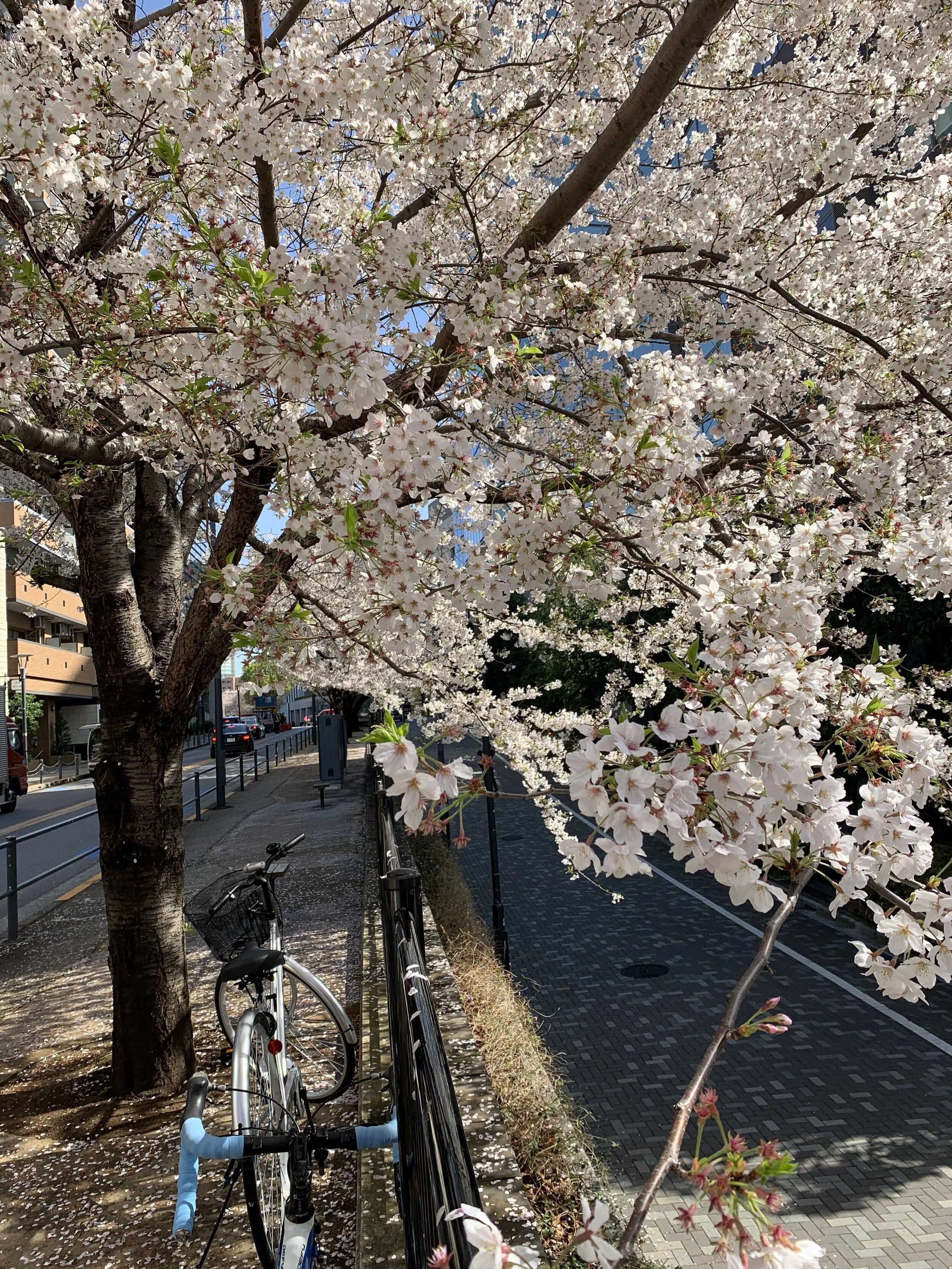 Sakura_pic_15.jpeg