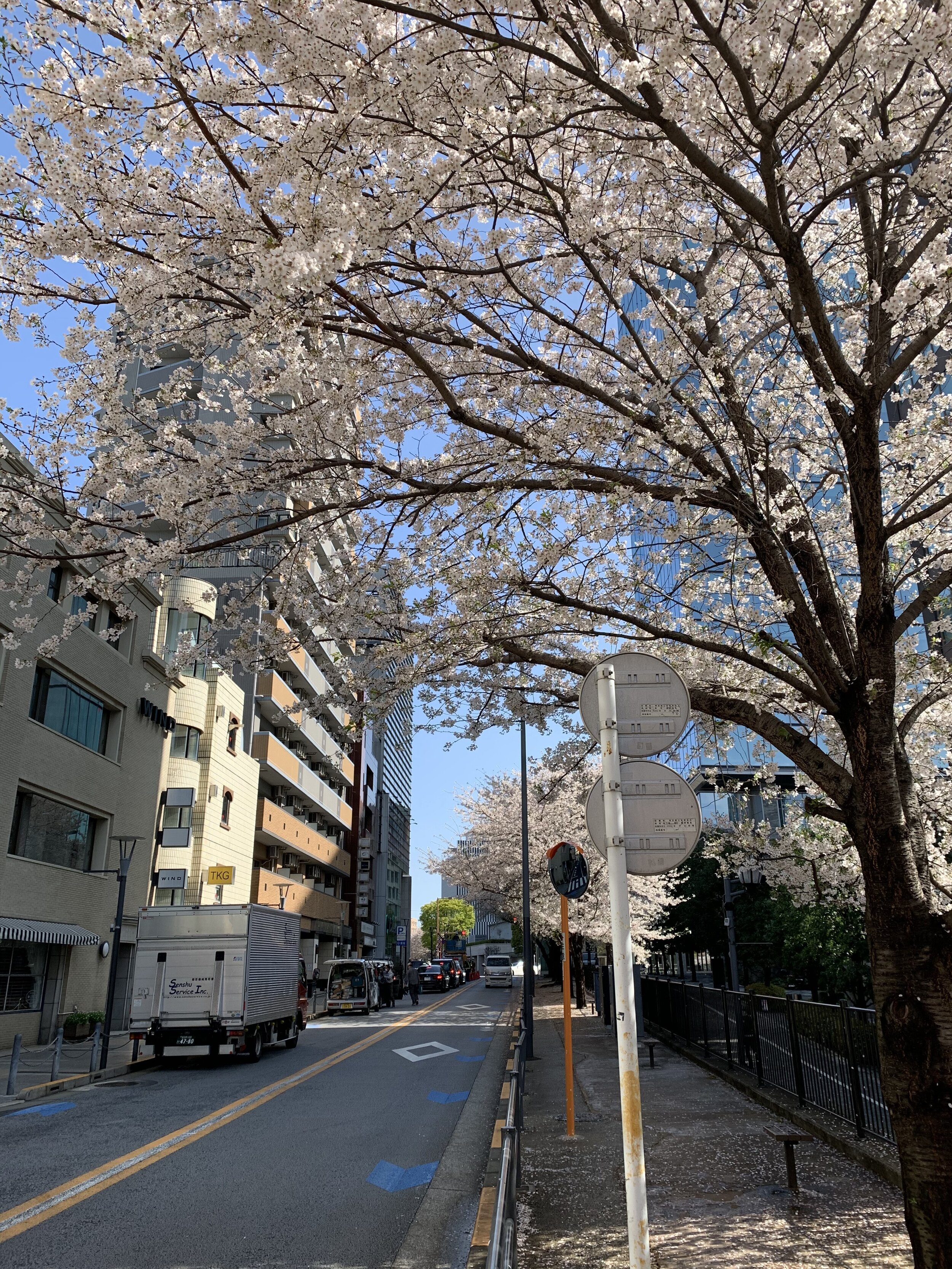 Sakura_pic_16.jpeg