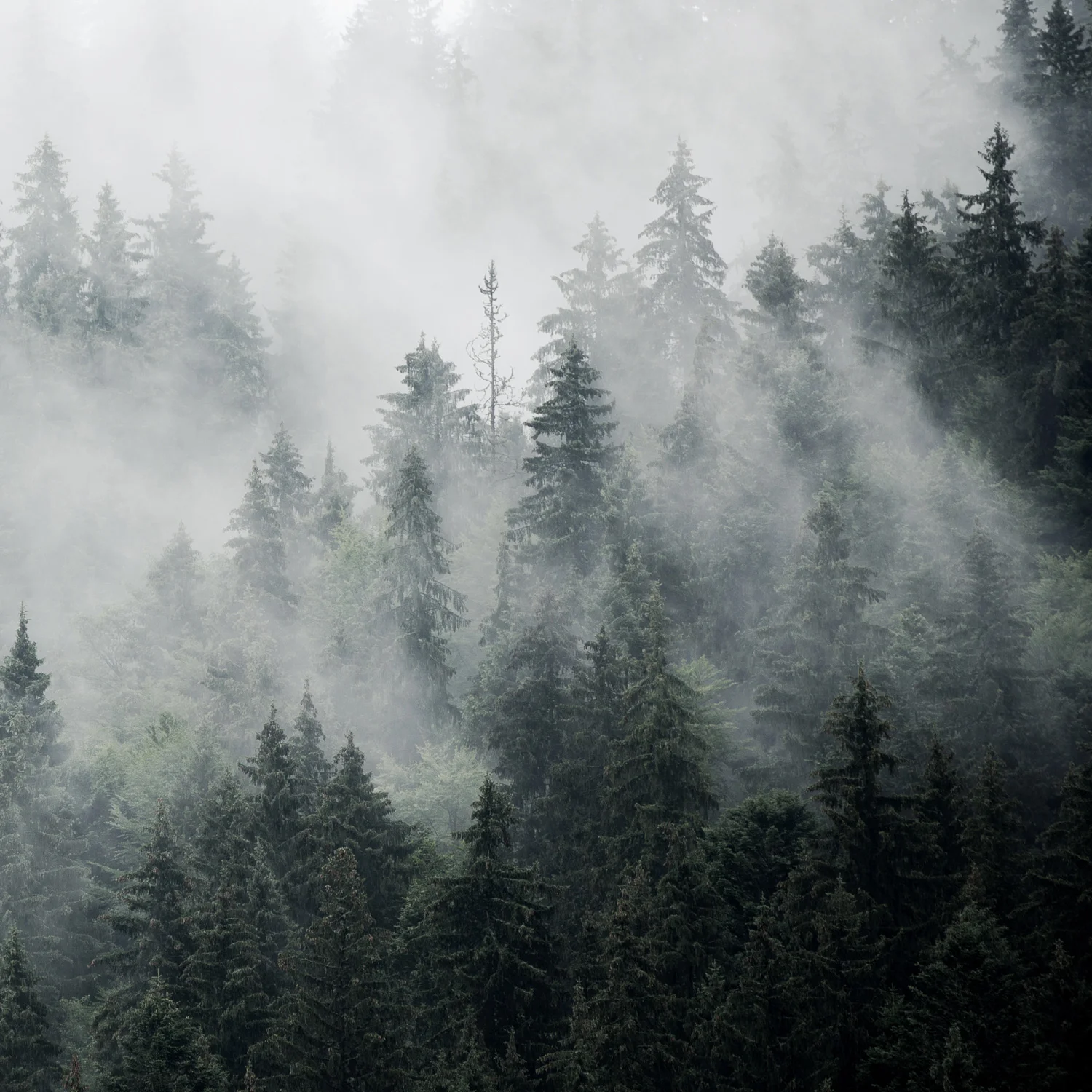 Koto x Habitat First