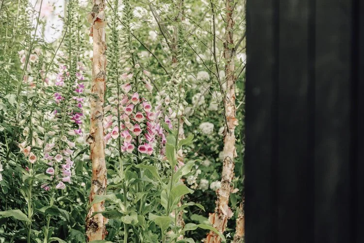 Koto cabin in Chelsea garden