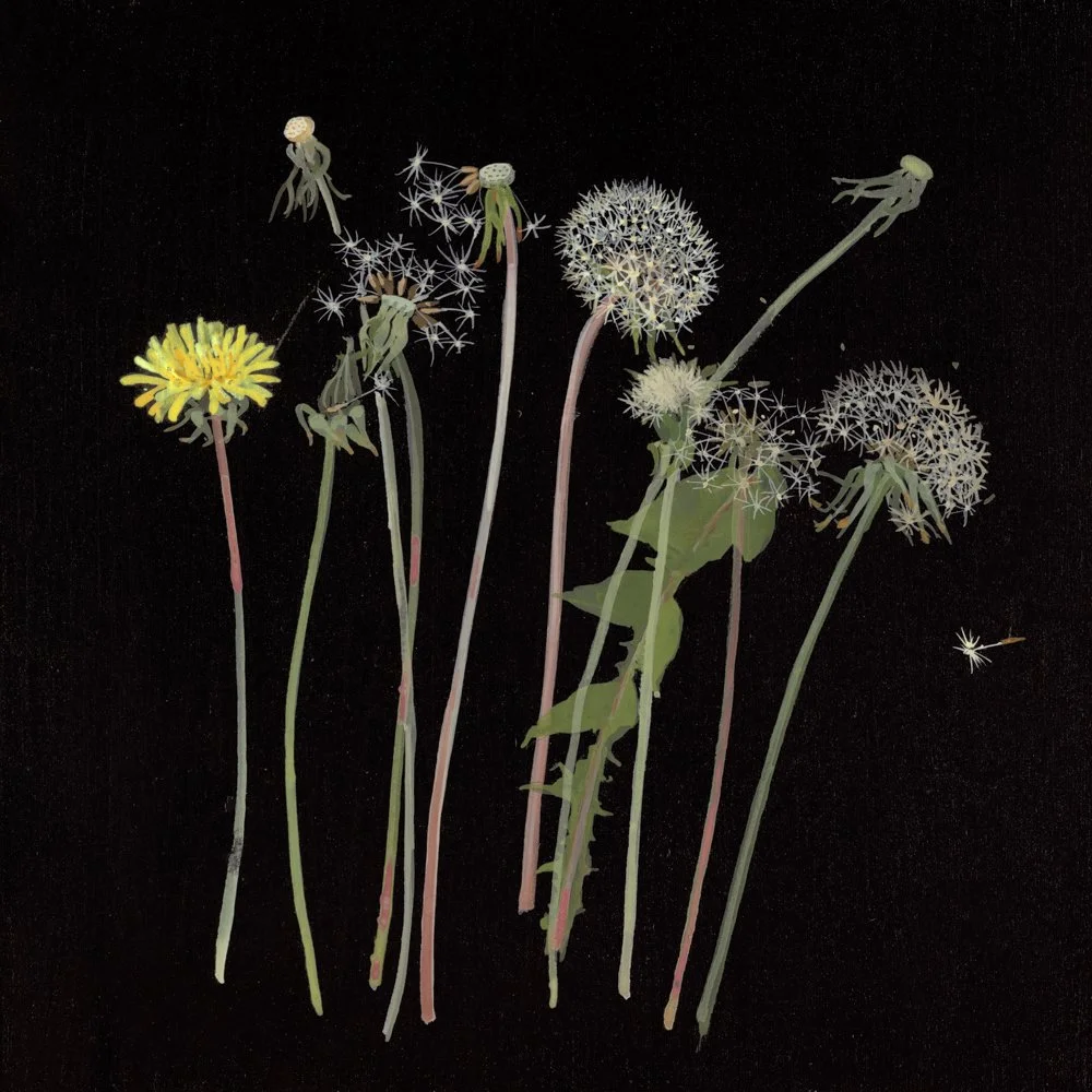 Illustration of green vine plants with leaves and small flowers or seed clusters against a dark background.