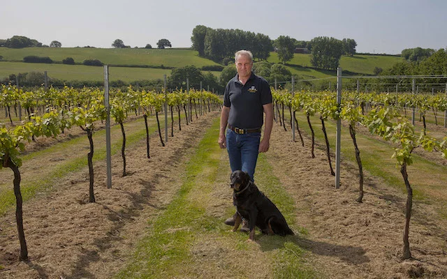 Charles Palmer... the vineyards producing English sparkling wine at Wickham Manor in Sussex.
© photograph by David Sandison
www.dsandison.com
+44 7710 576 445
+44 208 979 6745