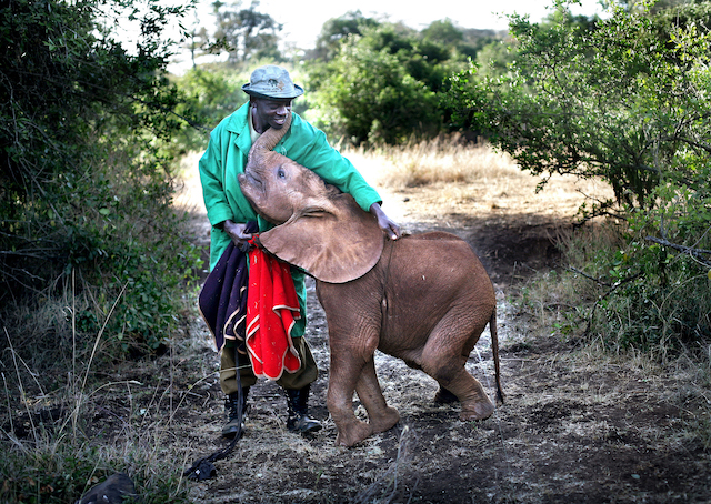 2009 THE DAVID SHELDRICK ELEPHANT ORPHANAGE, NAIROBI.
13 ORPHANED ELEPHANTS CURRENTLY LIVE AT THE SANCTUARY.
The elephants get up at 6am and hang around the house for a bit before heading off into the bush where their blankets are removed once the weather warms up.