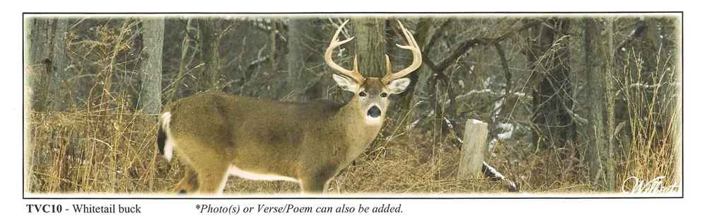 TVC10-WhitetailBuck.jpg