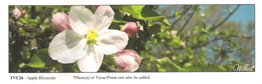 TVC26-AppleBlossoms.jpg