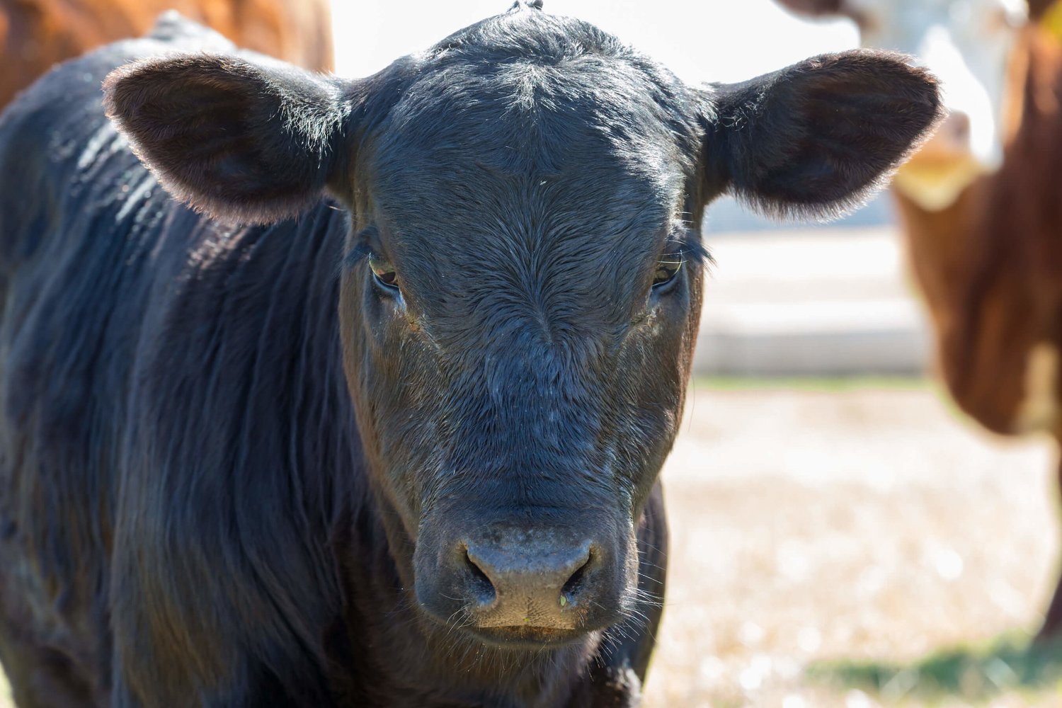 Merit Livestock & Trucking, Inc. — Blue Grass Stockyards Regional  Marketplace