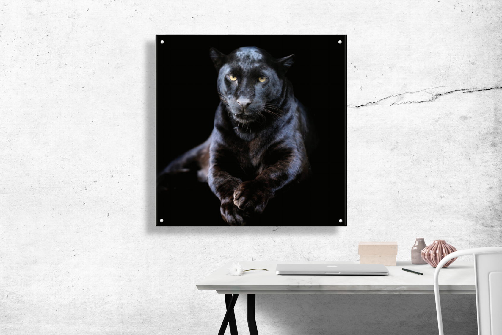 Panther-in-white-room.png