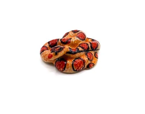 Corn snake 4.jpg
